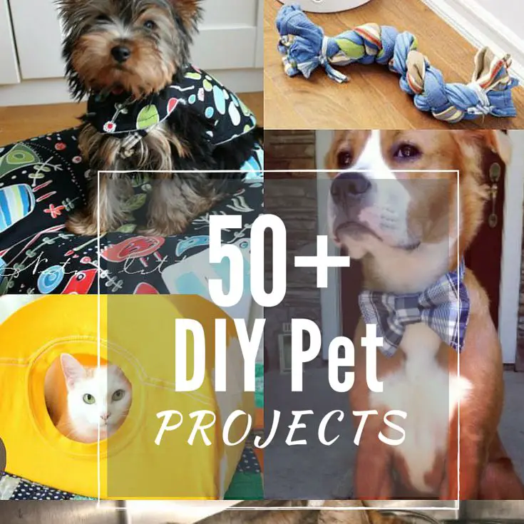 Easy to Make DIY Pet Projects